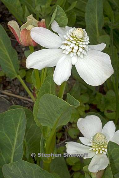 anemopsis californica 6 graphic